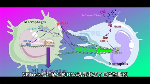 验证偏弱，这北京师范大学博士生就发了9.6分的小CDD！他做的是中性粒细胞NETosis和巨噬细胞M1极化，思路还挺不错……