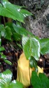 Face marker sa loob ng bunker ng japon nkatingin sa deposit #ancient #gold #nature #explore #fypシ゚ #follower | Mrc Discovery