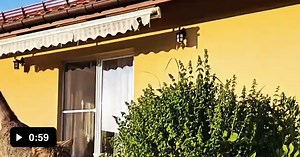 Scary predator chasing it's prey - Video