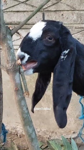 Goat Sounds for Learning, Hear Real Goats Bleating | (Animal Sounds) Video Number 397