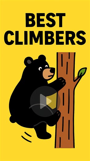 Animal Videos on Instagram: "Black bears can climb trees at speeds over 100 feet per minute — a perfect example of animals born climbers. This instinctive climbing behavior isn’t learned; it’s an inherited trait in animals that helps them escape danger and find food. Across the wild, innate climbing ability animals like leopards, squirrels, and koalas show how evolution hardwires certain survival skills. In the debate of nature vs nurture in animals, climbing falls firmly on the instinctive side