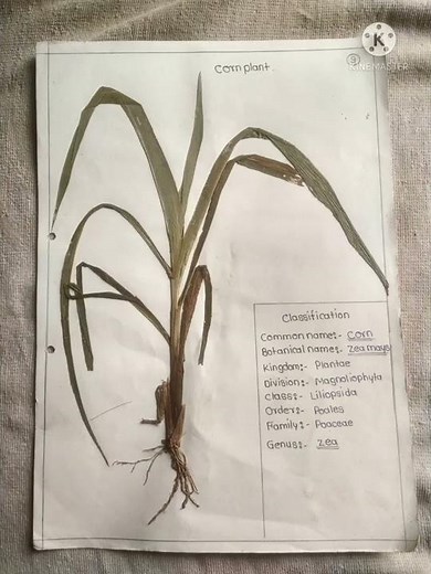 Herbarium Sheet Project Biology (botany)