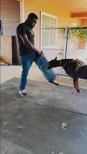 Doberman’s First Time Biting Legs | Drago’s Bite Work Progress