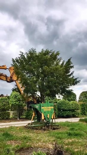 Transplanting a Taxus baccata standard tree. Quality can be discovered not only above ground but also below ground, by transplanting at our own nursery we ensure a well-branched root system, so that our trees and plants will feel right at home when they arrive at their new garden. #taxus #taxusbaccata #englishyew #evergreentrees #boomkwekerijjefcools #boomkwekerij #treenursery #pépinière #baumschule #landscaping #landscapingdesign #gardendesign #gardenideas #gardenarchitecture #greenarchitecture