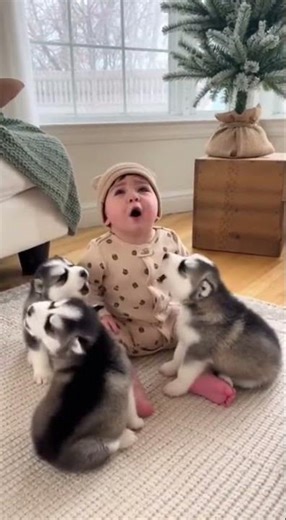 Babies and Huskies Howl Together in Perfect Harmony #adorable #viral #puppies