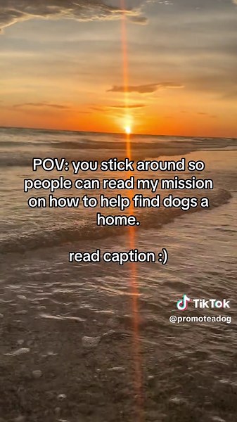 Promote a Dog: Helping Adoptable Dogs Find Homes