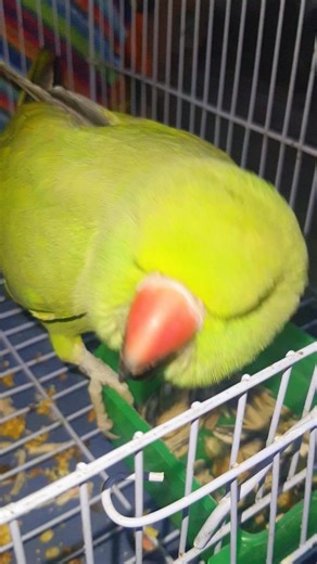 Talking Parrots: The Charm of Ringneck Parrots