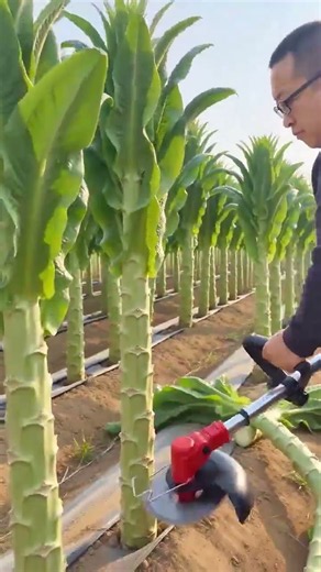 Precision Harvesting: Efficient Stalk Cutting with a Mini Brush Cutter #shorts#trending #explore