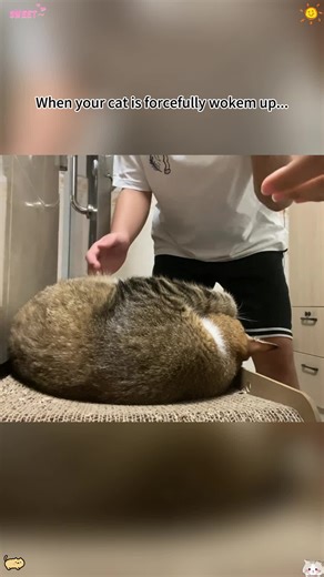 Understanding Cat Behavior: Waking Up Cats