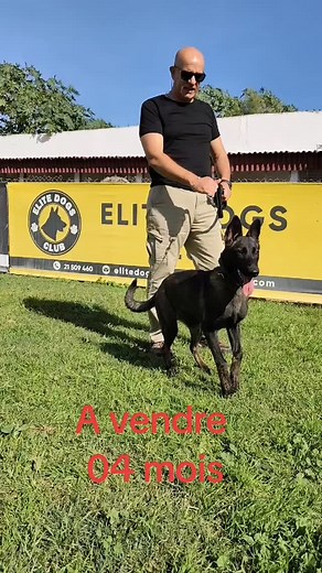 24K views · 112 reactions | ELITE DOGS CLUB on Reels | Facebook