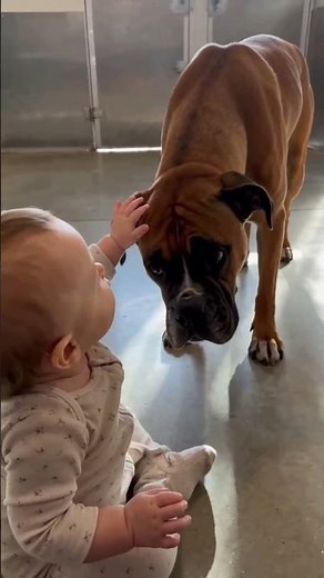 The Moment This Shelter Dog Found Real Happiness ❤️