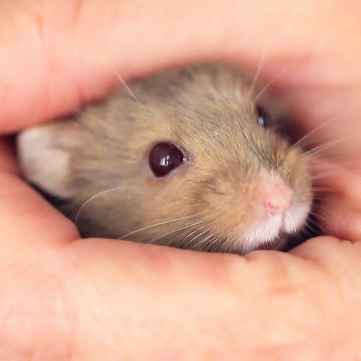 Teach your new hamster to snuggle with these easy tricks! 💕 Get cozy: bzfd.it/2oVPGx7 | Nifty Pets
