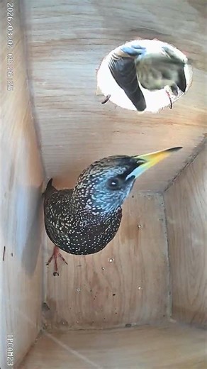 2 starlings in the #birds #NestBox