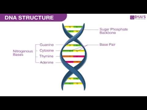 Biology Questions & Answers