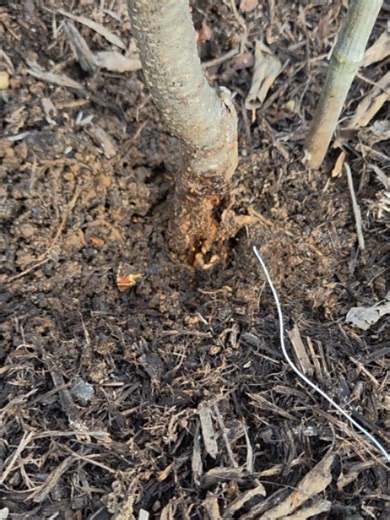 Edible Abundance Foodscapes on Instagram: "Peach tree borer surgery! If you notice a jelly-like ooze around the base of your stone fruit trees (peaches, plums, cherries), this little larvae is probably the culprit. "Gummosis" is the tree's response to the invading insect, excreting an orangey jelly. Clear around the base of the tree and probe around for soft spots/tunnels, then dig around with a flexible wire and see if you can fish out the little bugger(s). Consider spraying beneficial nematode