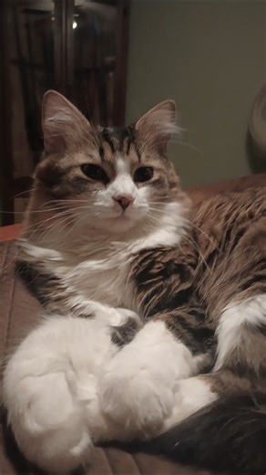 Delilah and Eclipse #cat #adorable