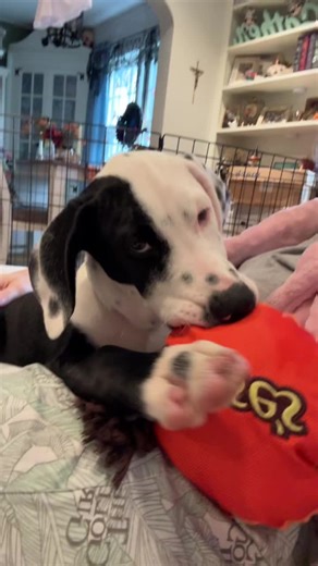 #embarkvet #embarkdnatest #puppytiktok #puppiesoftiktok #puptok