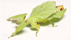 These Giant Leaf Insects Will Sway Your Heart | KQED
