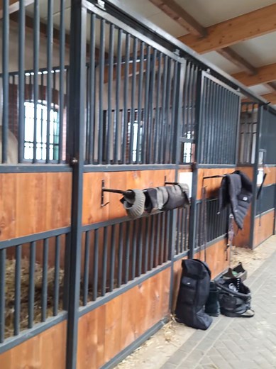 Showcase Your Horses with Barn Check Challenge