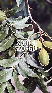 🌳🍂 𝗛𝗮𝗿𝘃𝗲𝘀𝘁 𝘀𝗲𝗮𝘀𝗼𝗻 𝗶𝘀 𝗰𝗹𝗼𝘀𝗲𝗿! 🍂🌳 The trees are maturing, the orchards are buzzing with energy, and soon the pecans will be ready to make their way from the field to your table. We’re excited for another season of hard work, dedication, and of course, the best pecans around. Stay tuned as we get closer to harvest time—it’s almost here! 🙌 #HarvestSeason #PecanProud #EatMorePecans #FarmToTable | South Georgia Pecan Company