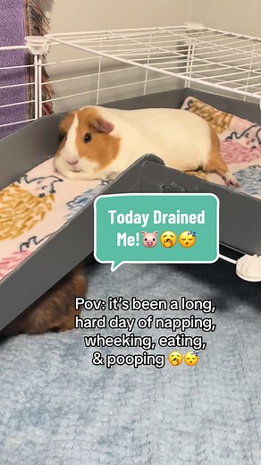 Proper Guinea Pig Care Guide for Rodent Owners