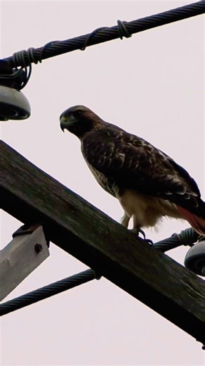 Red-Tailed Hawks Gather in Record Numbers #birdsofprey #falconry #shorts