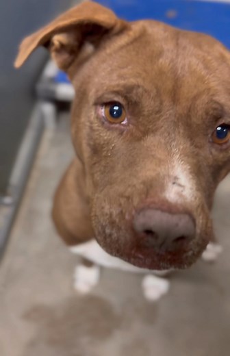 11 shares | Roswell animal control tel 5756246722 705 east mcgaffey st Dutches a female red and white pitty . 2 years old 57lbs and very well mannered . likes her treats . id a010917 to adopt have a vet appointment for spay/rabies shot . can adopt in person or via email . can place dogs on 24 hour hold | Jo Wallace | Facebook