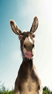 708K views · 8.4K reactions | #Juste pour rire  | Tharwa n La kabylie ⵣ | Facebook