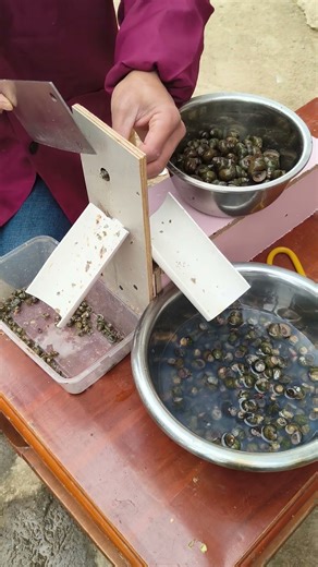 Field snail tail removal tool #tools #diy #shorts