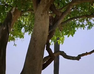 4.7K views · 82 reactions |  Leopard Leaps from the Treetop to...