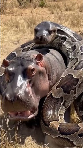 Savanna Shock: Massive African Rock Python Ambushes Baby Hippo | Wild Encounter Caught on Camera
