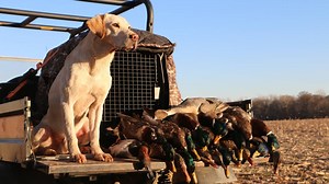 Getting the Most from Your Waterfowl Retriever Training...