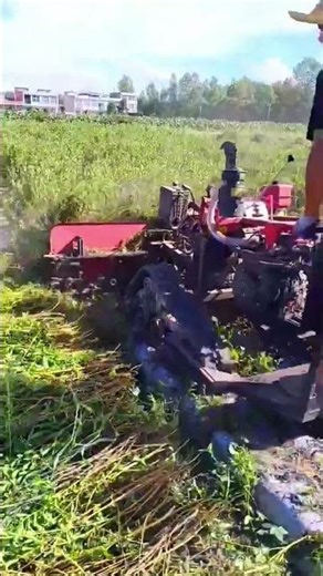 Stevia Leaves Reaping Process | Agricultural Mechanization