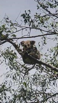 Koala mum and joey enjoying a quiet moment in the treetops 🐨🌿 #BrisbaneWildlife #AustralianWildlife