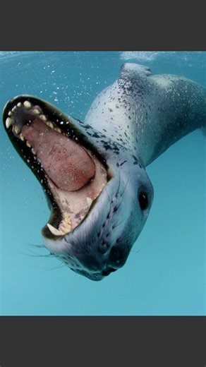 Nobody should live here… but these animals made it ❄️ | Antarctica #Shorts