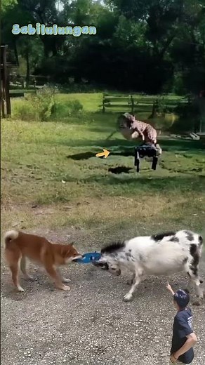 tak masuk logika! Macan tutul takut sama Robot‼️#animals #shorts