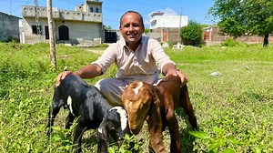 495K views · 10K reactions | Baby Goats  | Village Food Secrets | Facebook