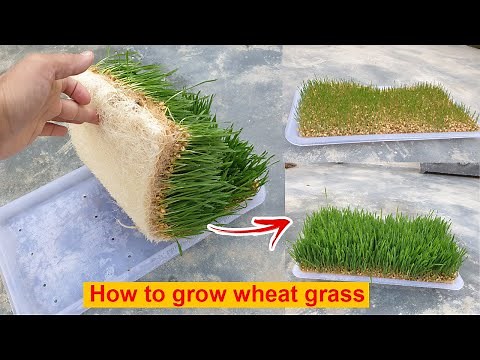 Growing Wheatgrass without Soil - The EASIEST Way to Grow Wheatgrass