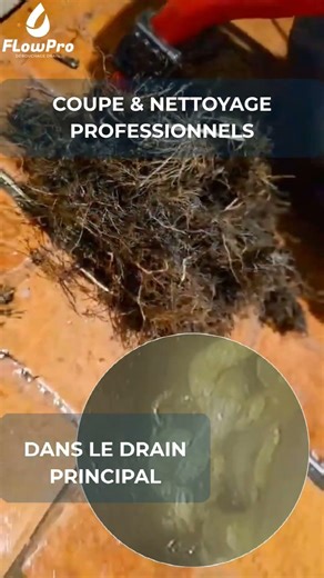 Tree roots inside a sewer pipe… 🌳🚫They grow toward water and eventually break into the drain.