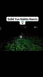 14K views · 81 reactions | Solid Yun Nakita Namin mga kadagit #kadagit #gagamba #spiderman #spider #reelsviralシ #reelsfacebook #reelsfbシ #fb #spiderhunting #japan | Ryan Kadagit | Facebook