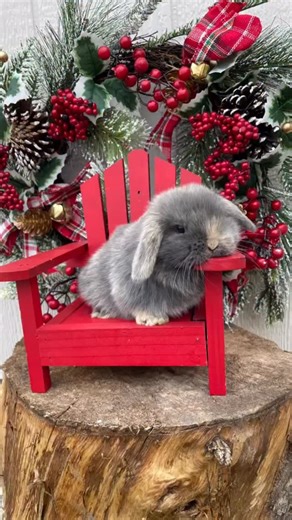 This little guy is a blue/fawn holland lop. He is fully pedigreed and has the most perfect fur coat! He loves to explore and is super friendly. Our buns are played with daily and are great with little kids. He will be ready to go Dec. 19th. DM me if interested! #hollandlop #babybunnies #bunnybabies #hollandlopbunny | Whitney Prude