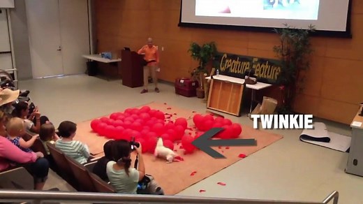 A Jack Russell terrier from California named “Twinkie” has beat the Guinness World Record for balloon popping! The little fellow knocked out 100 balloons in less than 40 seconds! | WTVR CBS 6 News