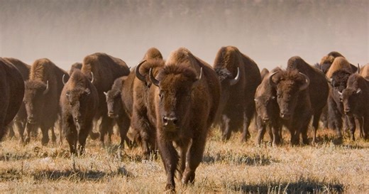 Buffalo restoration and Native leadership