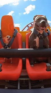One dog met his fear. The other met his soulmate (the roller coaster)😂🤣 . . . #chihuahua #pitbull #ViralPets #FunnyAnimals #ComedyVideo | PawTickle