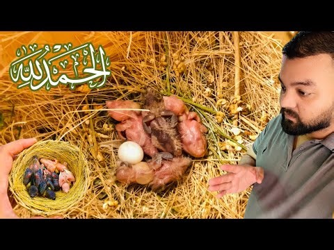 Alhamdulilah Exotic Finches Amazing breeding results || 17-10-25 || Lala Aviary Gujranwala #birds