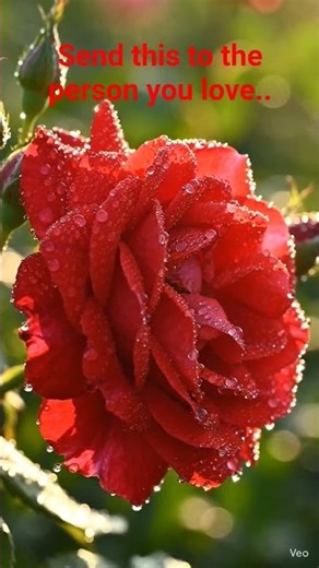 r1. Beautiful Rose in Gentle Breeze 🌹 Sparkling Dew Drops | Cinematic Nature 4K