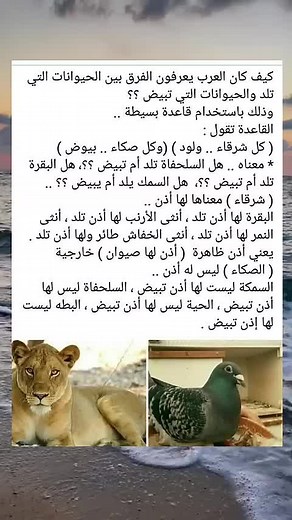 Exploring the Majestic Lion and Its Avian Friends