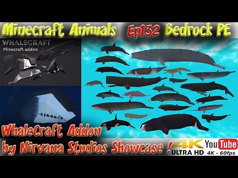 WhaleCraft Addon by Nirvana Studios Showcase Bedrock PE Minecraft Animals Ep132