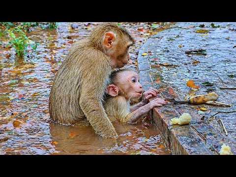 Perfect rescue.! Amazing big sister gets close and comfort her little Baby brother - Mom No Responds