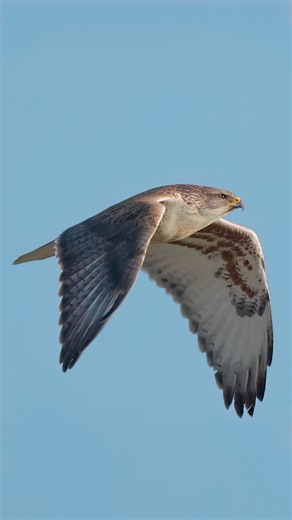 Tohid Azimi on Instagram: "The beautiful and mighty Ferruginous Hawk. . . . #hawk #ferruginoushawk #birdsofprey"